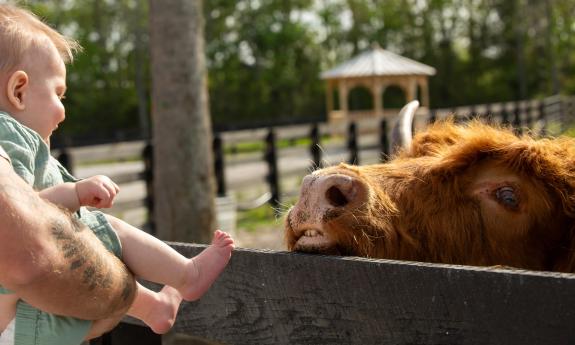 Held by Dad, this baby stares at a miniature Highland cow on the other side of the fence