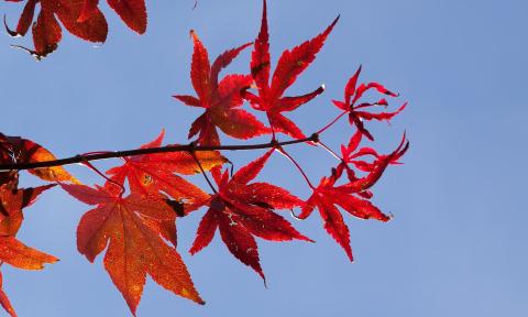 Bright red maple leaves on a branch against a blue sky