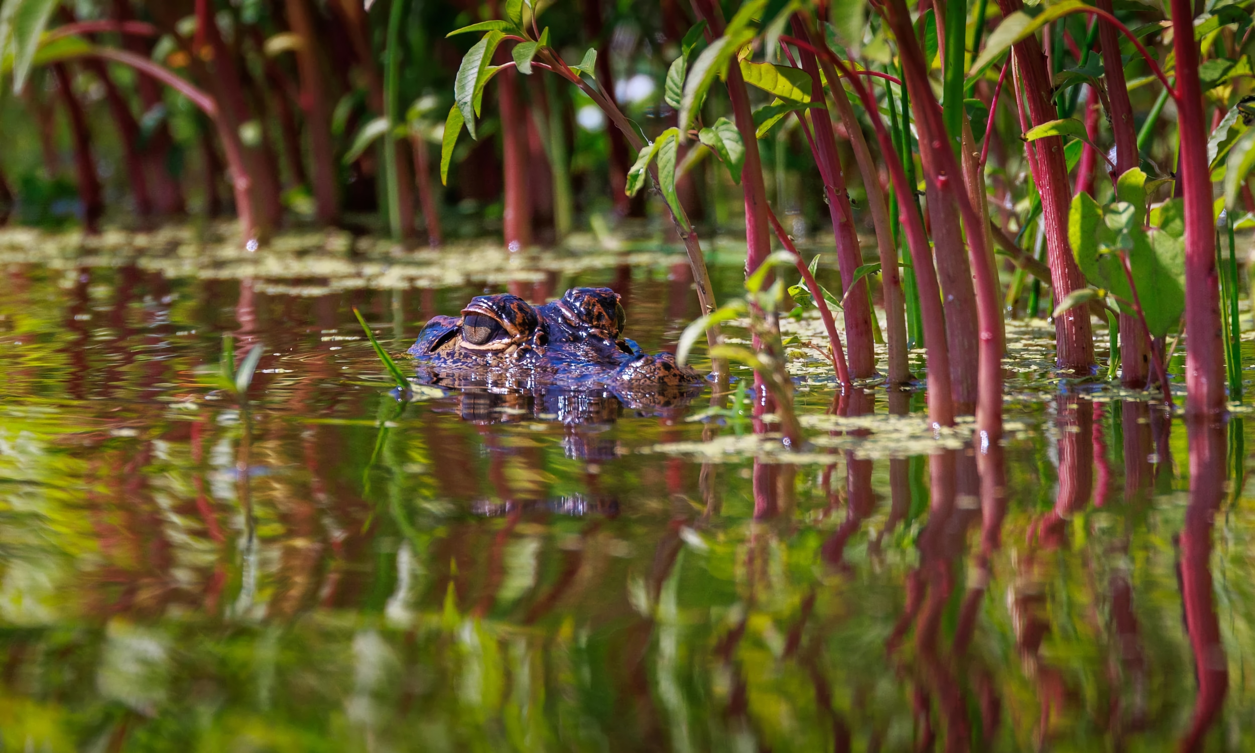 An aligator, showing his head among the mangroves