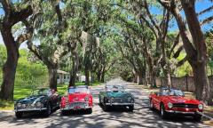 Four classic Triumph sports cars lined up under the oaks on Magnolia Avenue